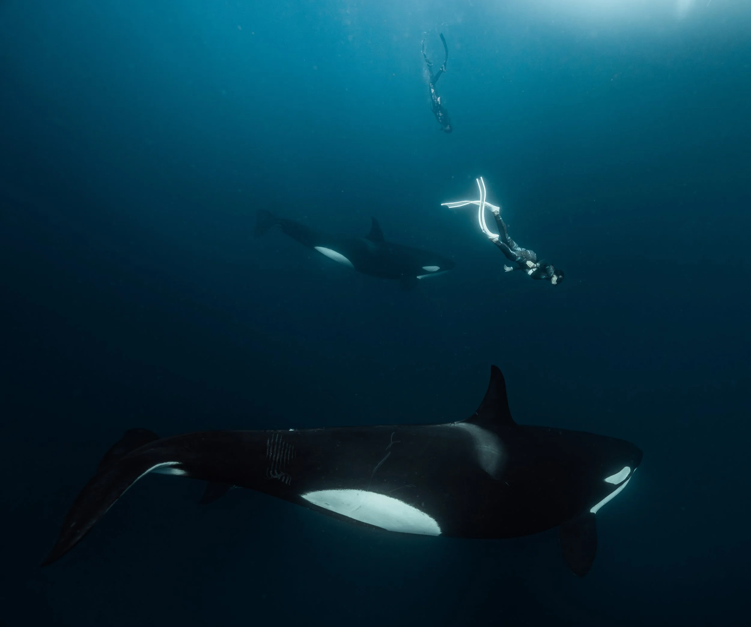 A freediver sharing the blue water with orcas