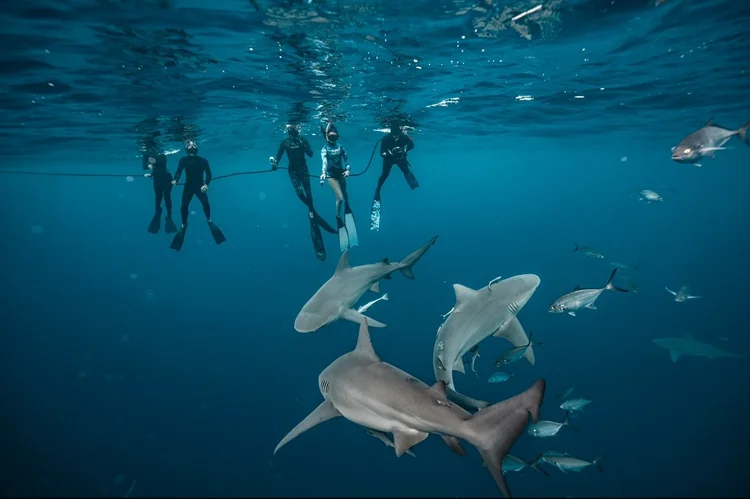 Sharks below a group of snorkelers