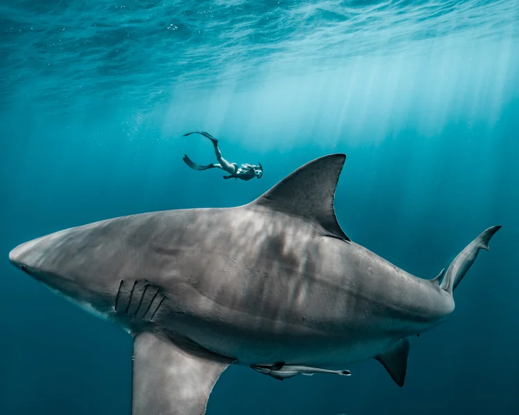 A shark approaches beneath the sunlit ocean surface