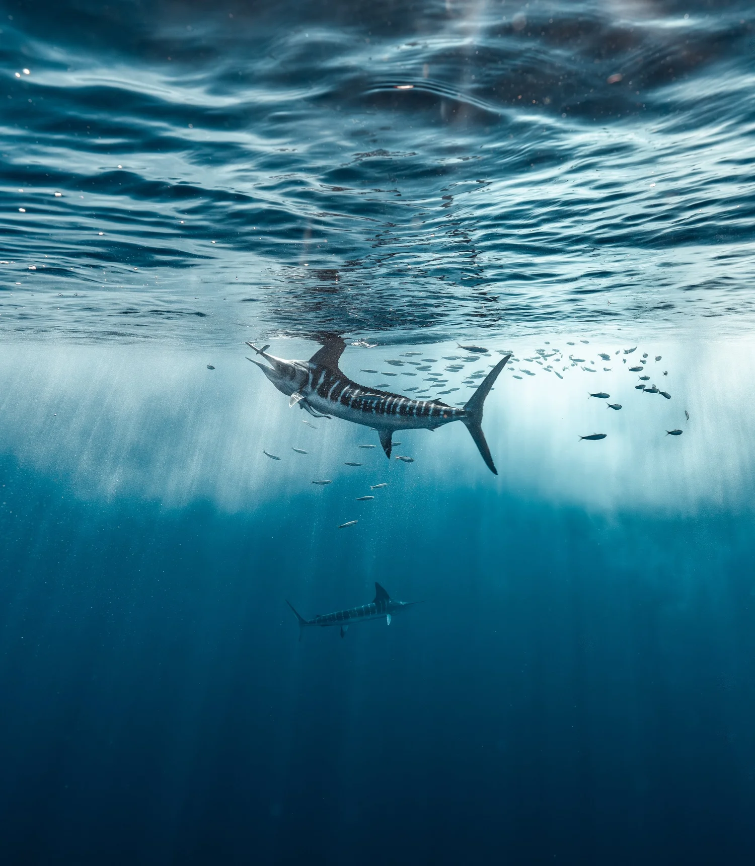 Striped marlin beneath sunlit surface waters in Magdalena Bay