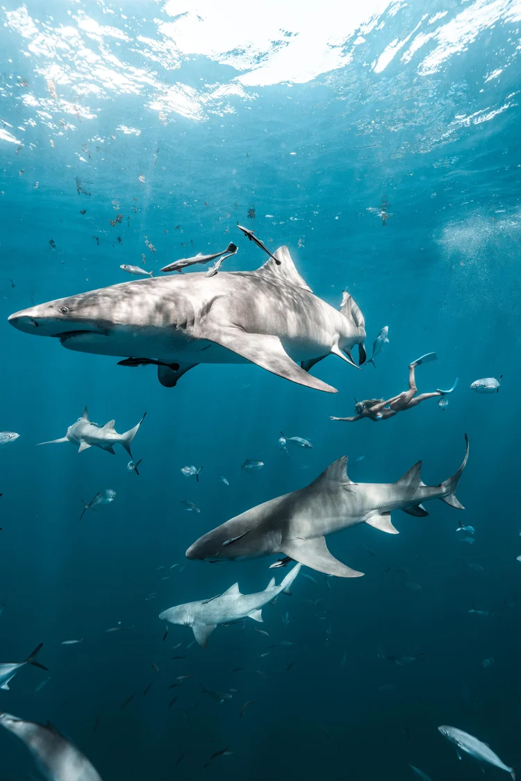 Sharks swimming together beneath the ocean surface