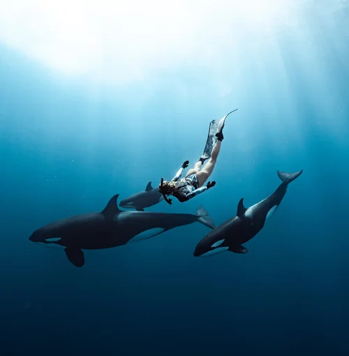 A freediver sharing the blue water with orcas.