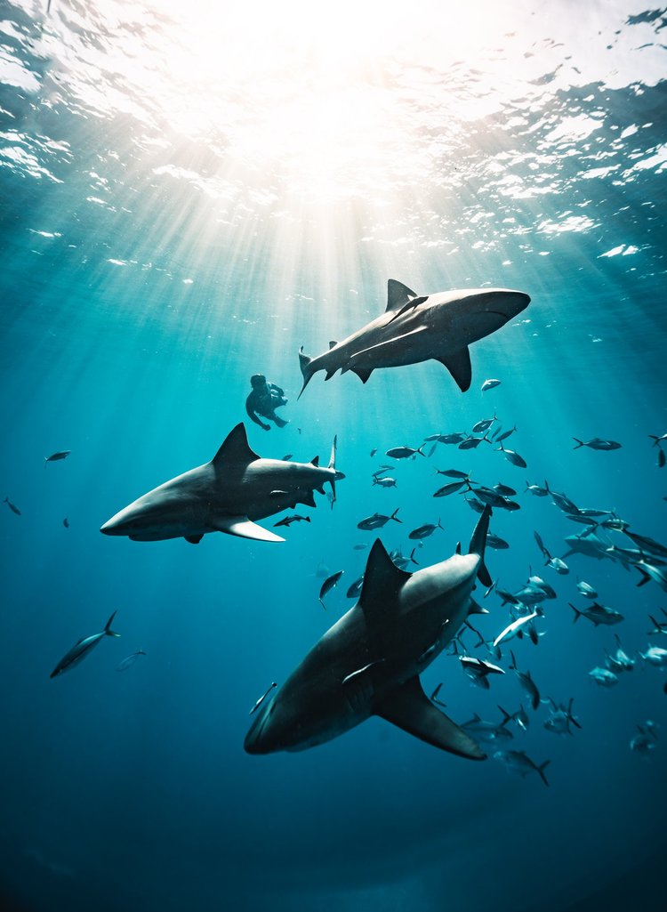 Sharks and schooling fish beneath rays of sunlight