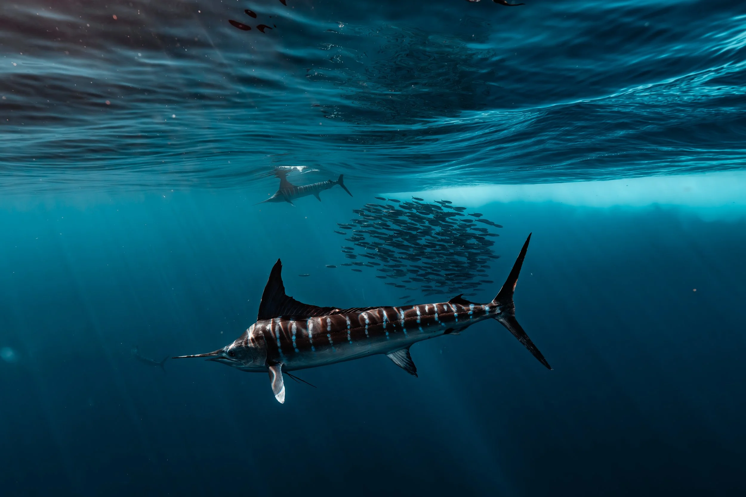 A striped marlin moving through the blue waters of Magdalena Bay