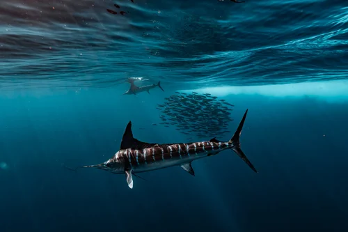 Striped marlin hunting around a bait ball beneath the surface.