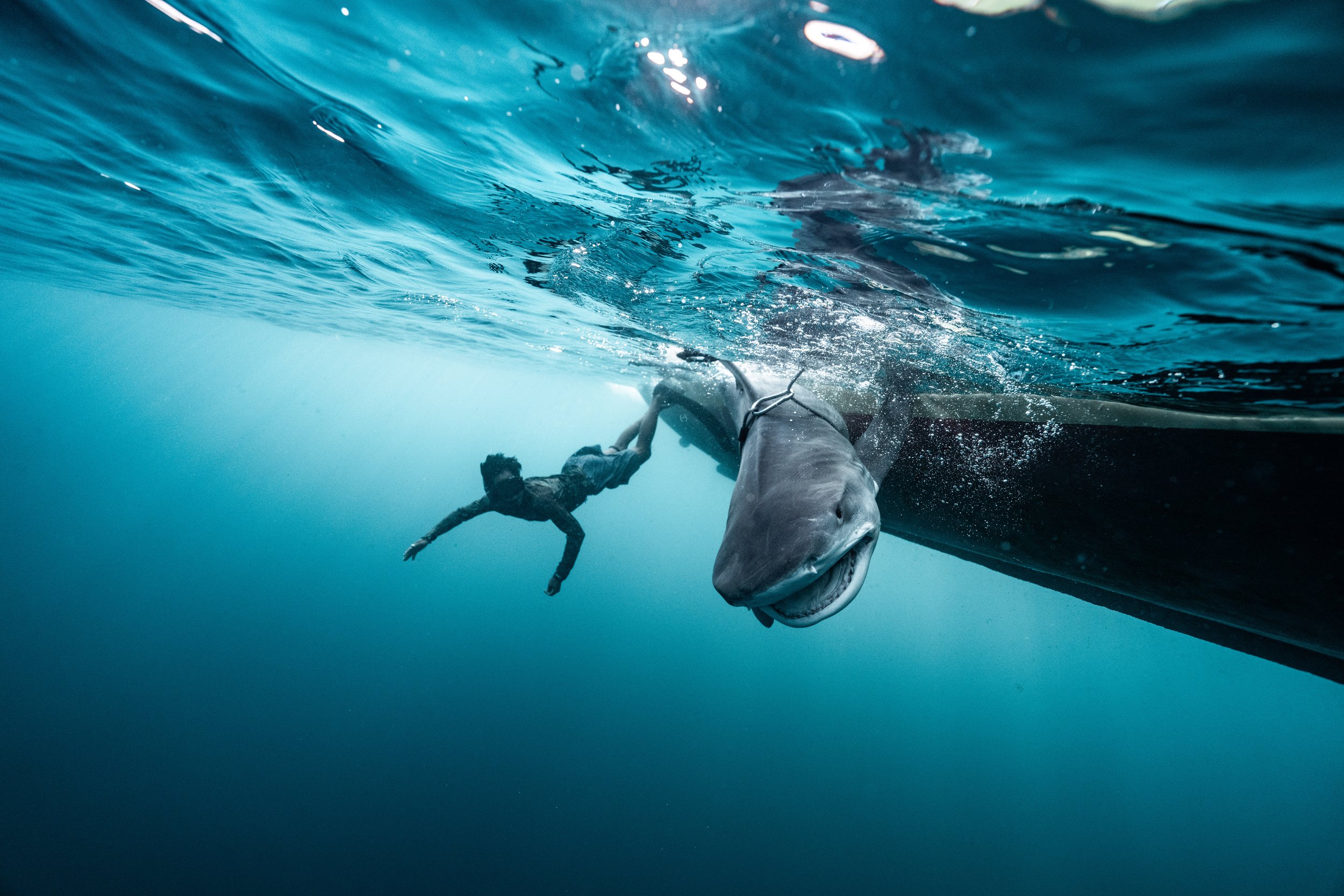 A shark alongside a boat, with a member of the team in the water