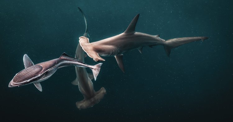 Two sharks turning together underwater