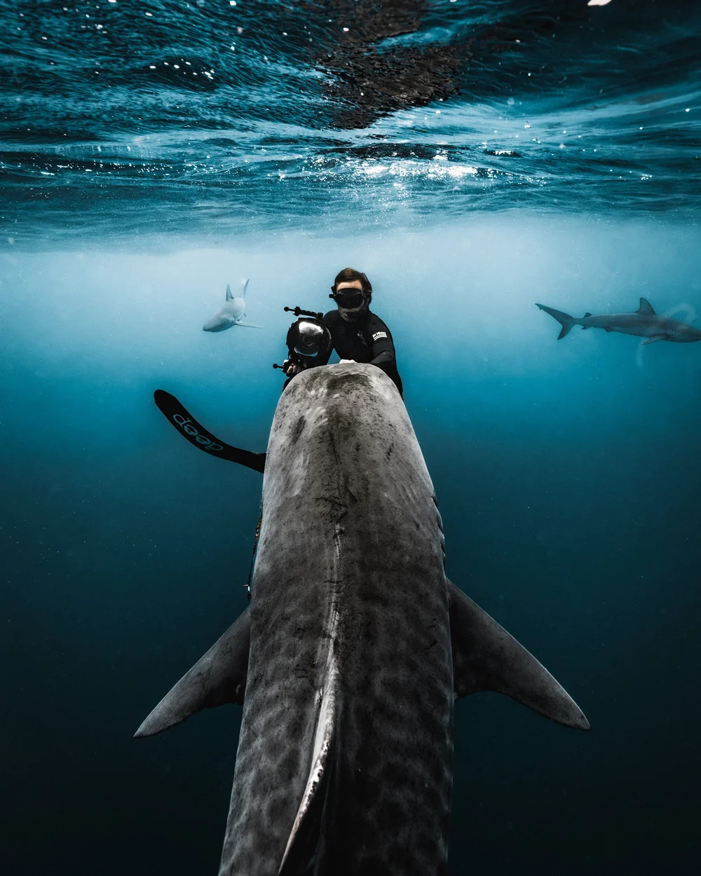 Tanner underwater with sharks