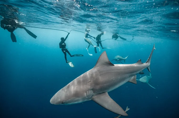 Snorkelers at the surface above a large shark