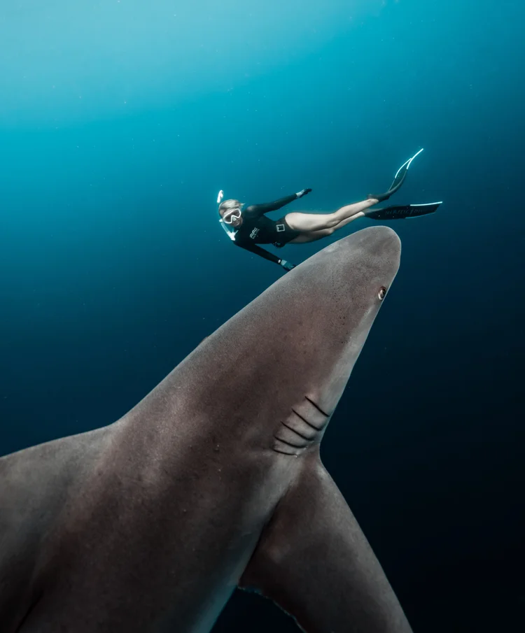 Freediver above a shark in deep blue water