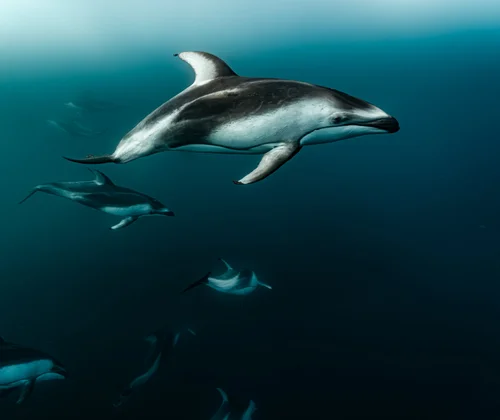 Dolphins swimming together in the blue water.