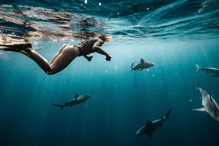 Snorkeler watching sharks from the surface