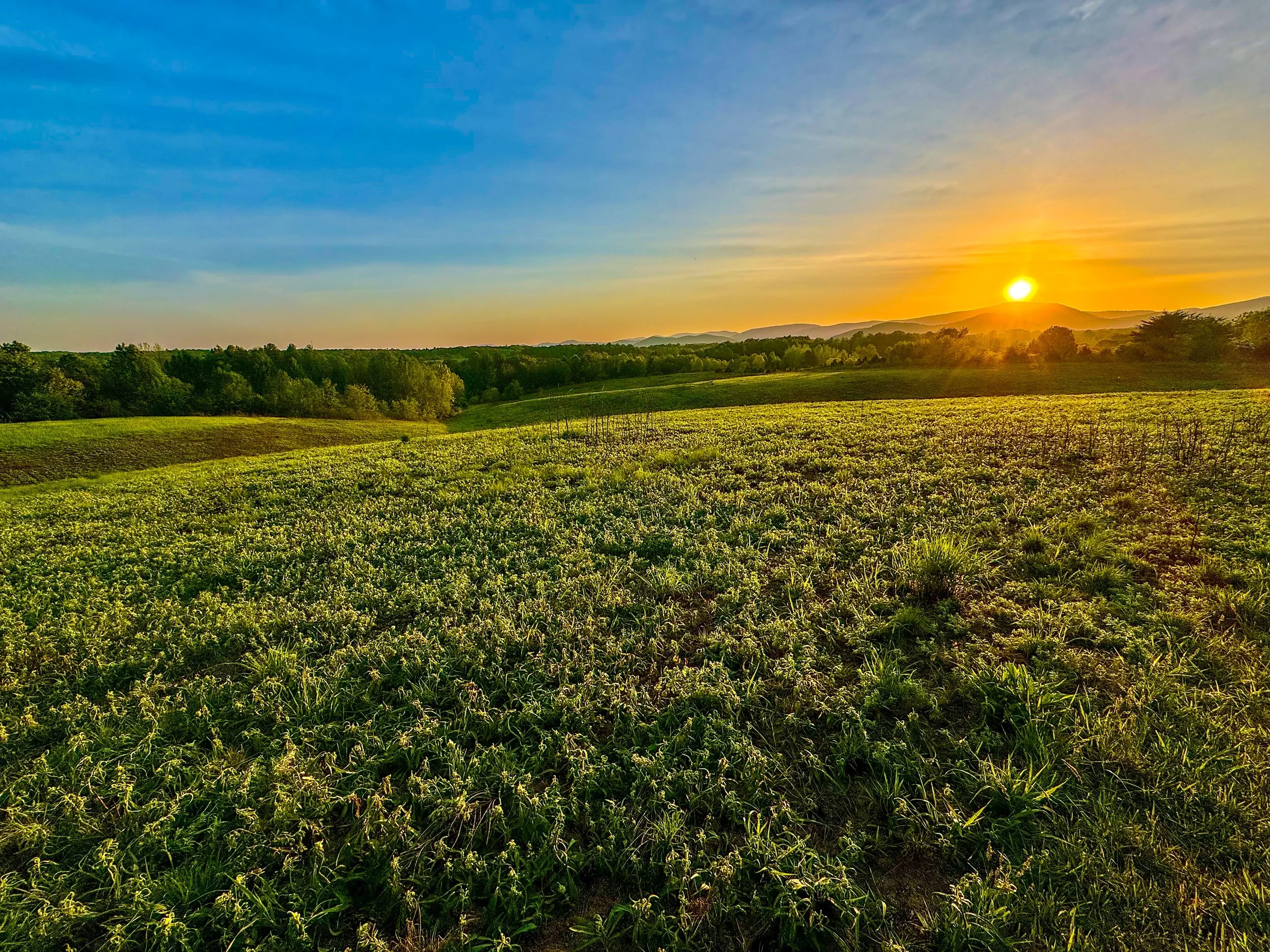 FIELD & PASTURE - COVER.JPG