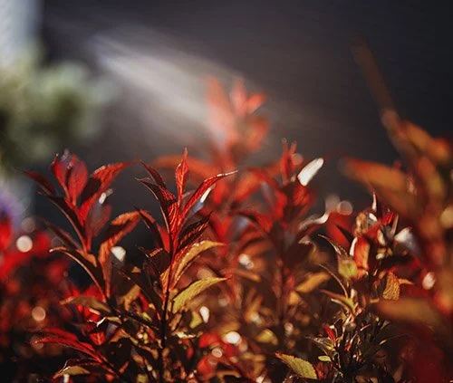 Speaking Engagements