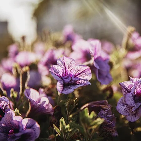 “Planting Mindfulness” for Stress Reduction