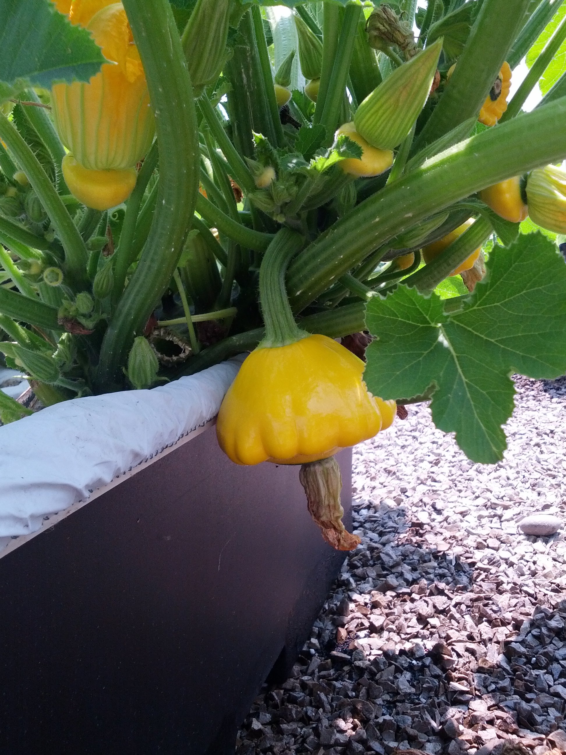 pattypan.jpg