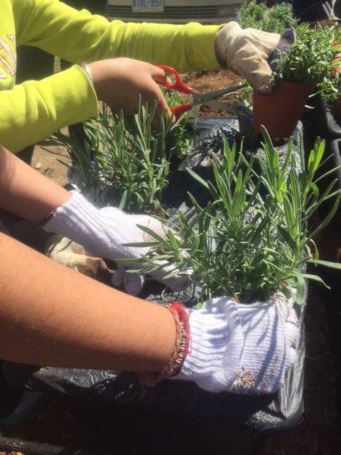 planting day 2.jpg