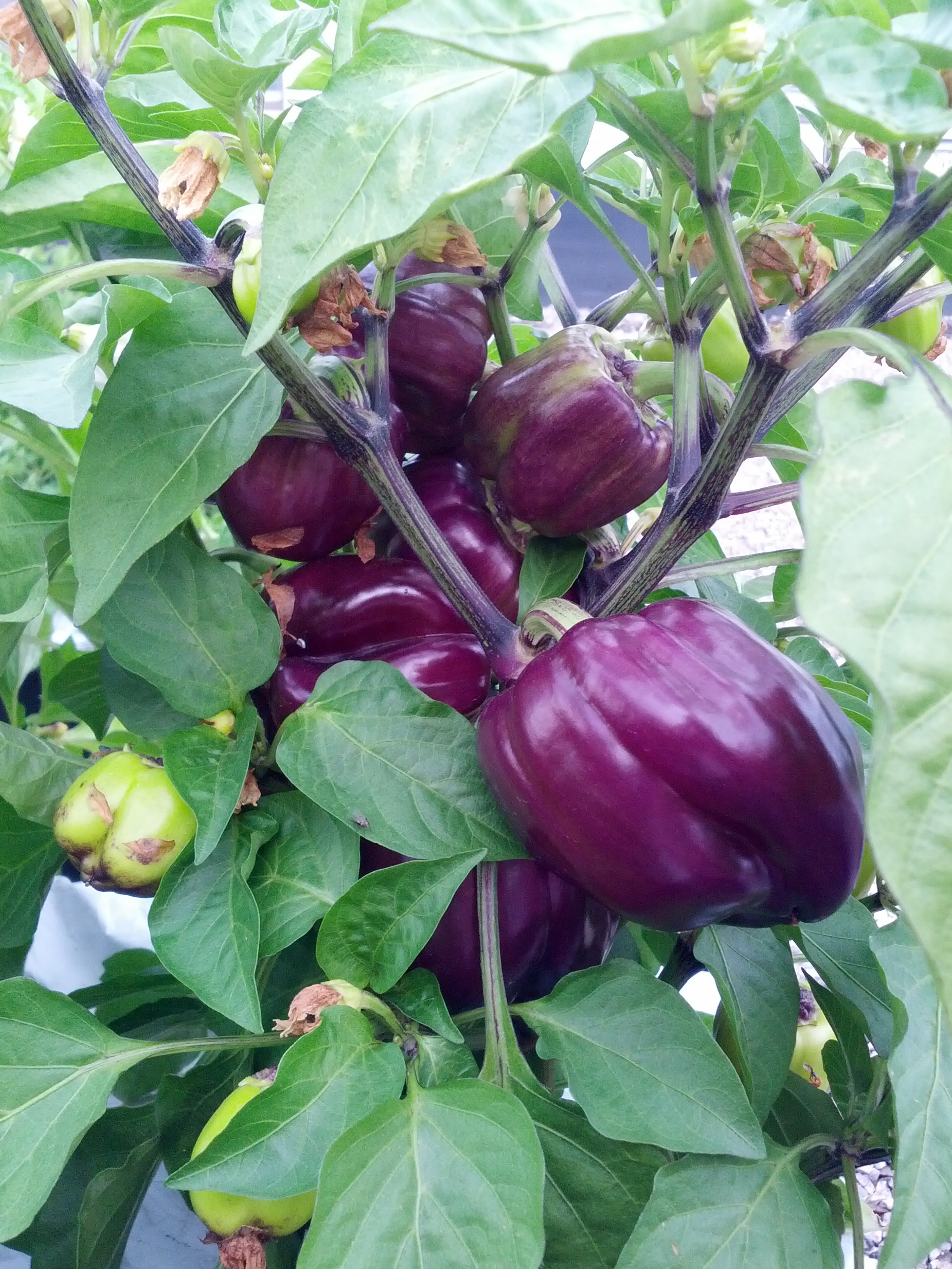 purple peppers.jpg