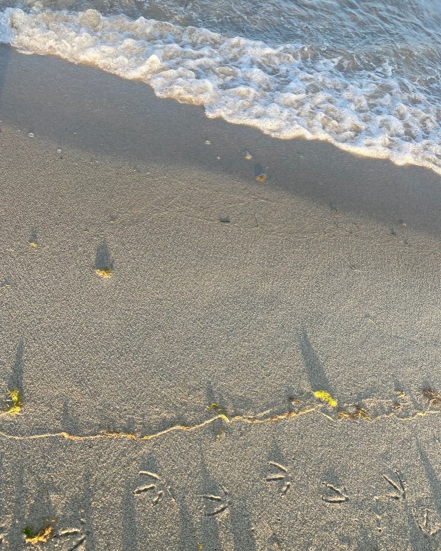 The Federally protected coastal birds are back! Please respect the NO DOGS 🐶 on the Spit rule until after Labor Day. Oyster Catchers, Piping Plovers, and Terns are engaging in territorial and courtship behaviors as well as having laid eggs. 🐣Mass A