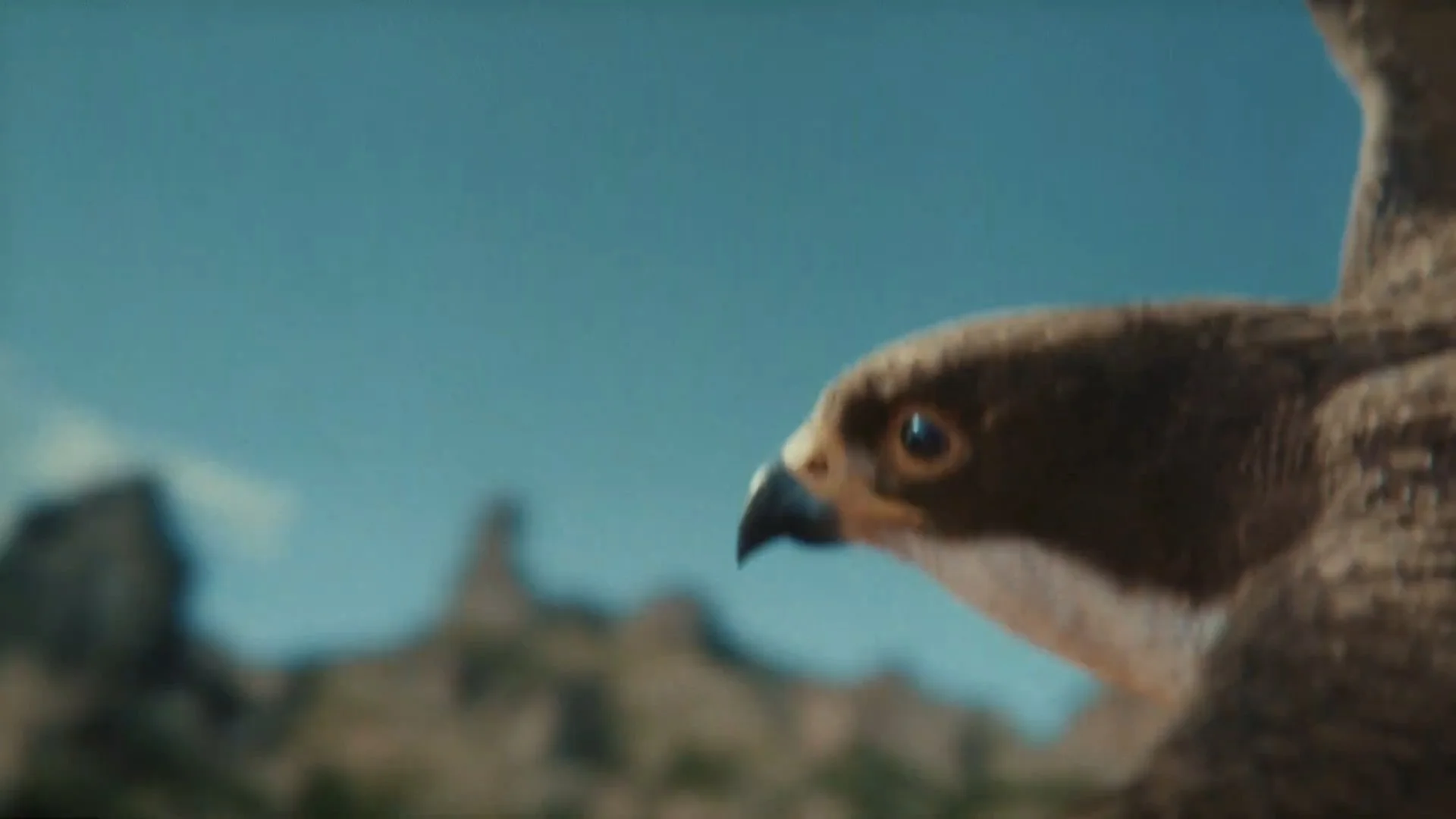 Hoka - "Bird's Eye"