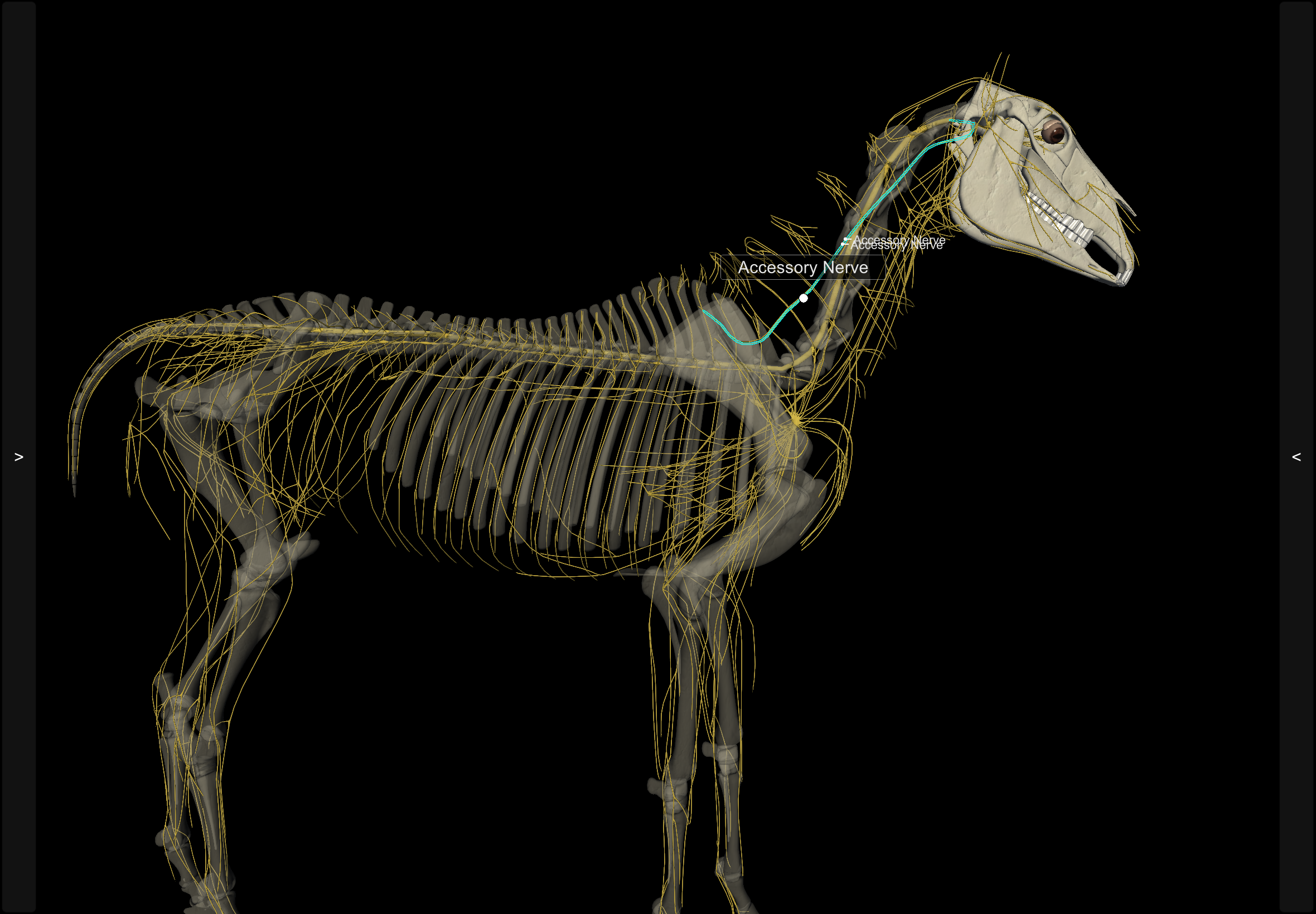 Source: 3D Horse Anatomy App