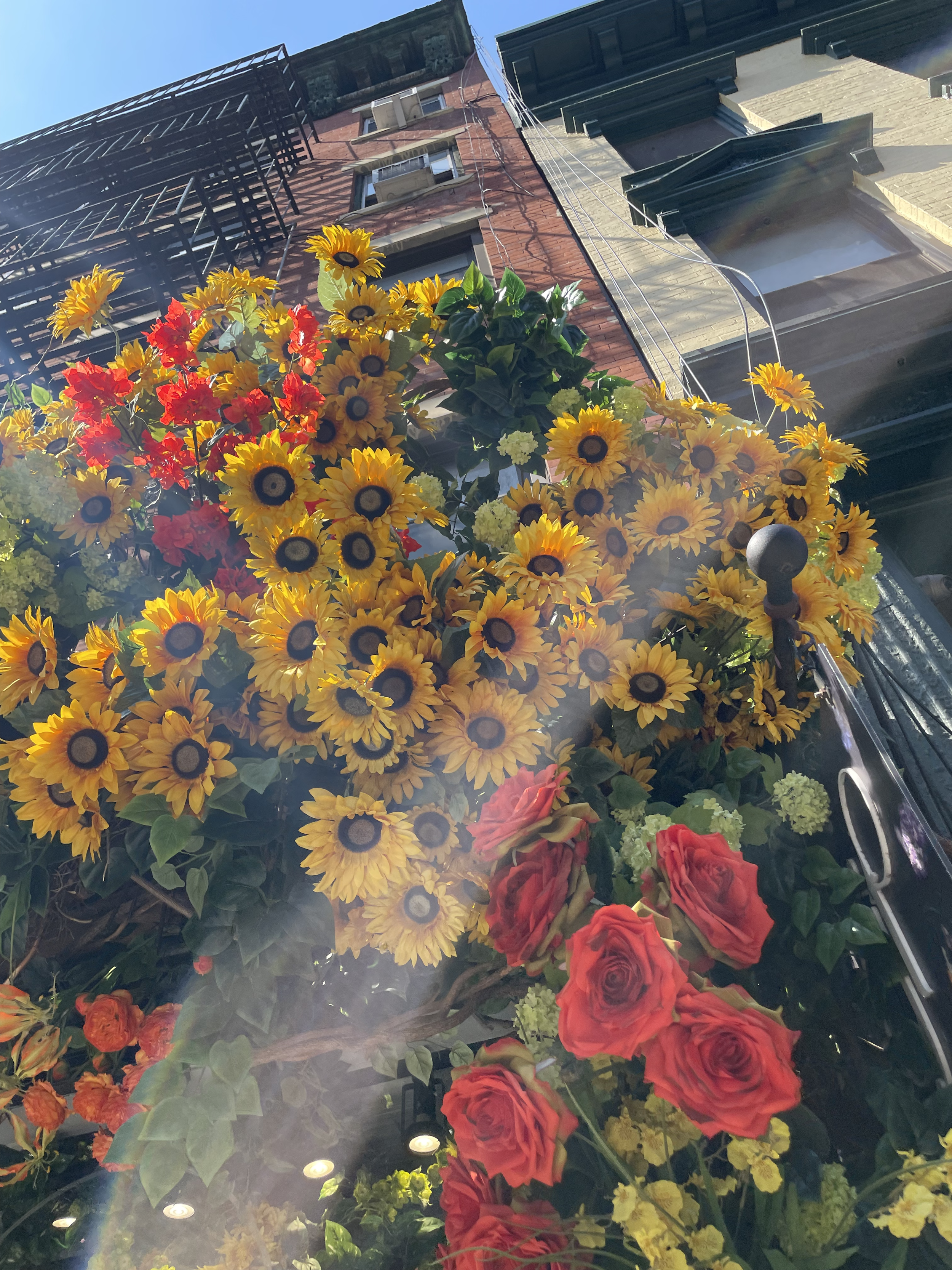 Sunflower against Brownstone