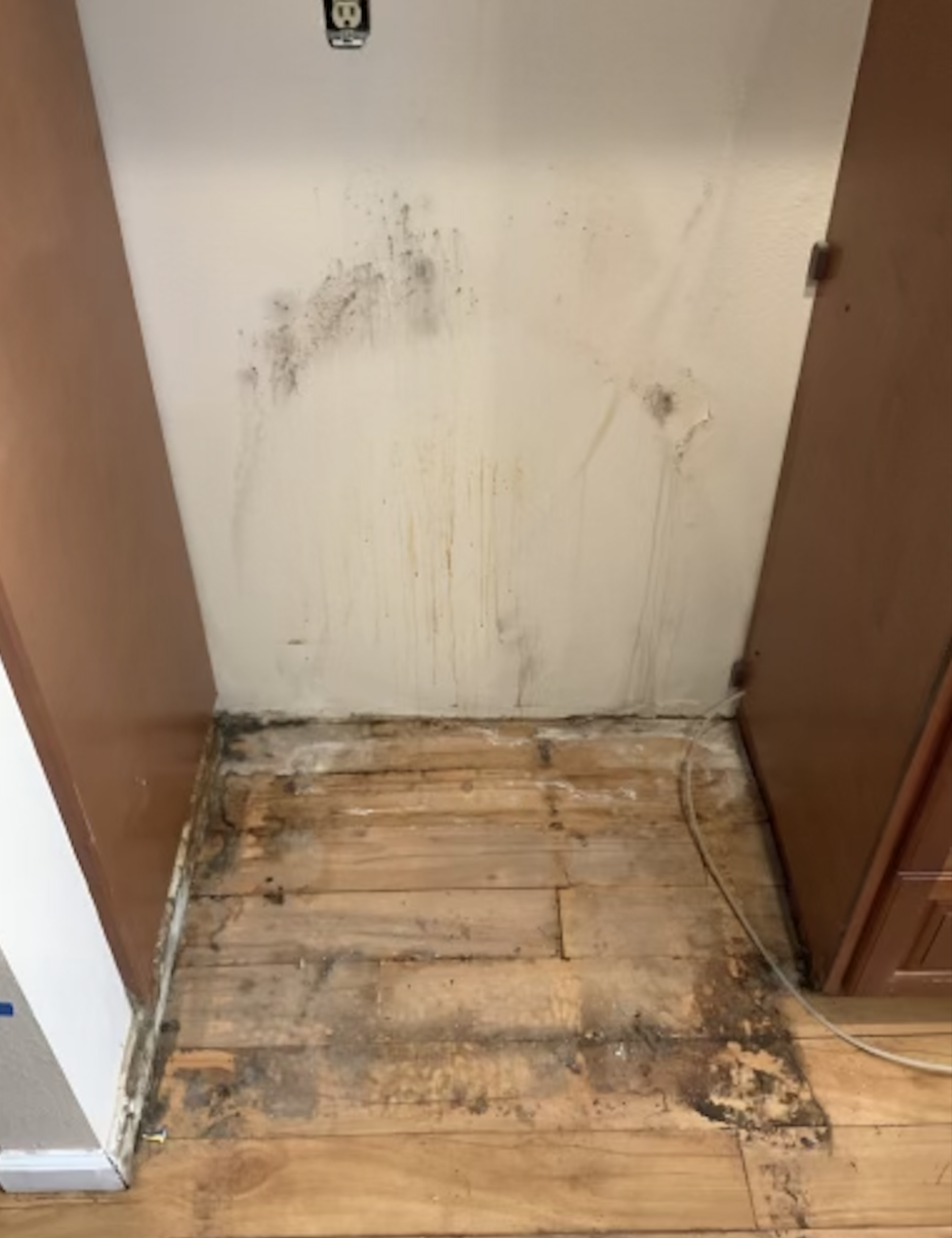 How Much Does Mold Testing Cost in Carlsbad, CA?