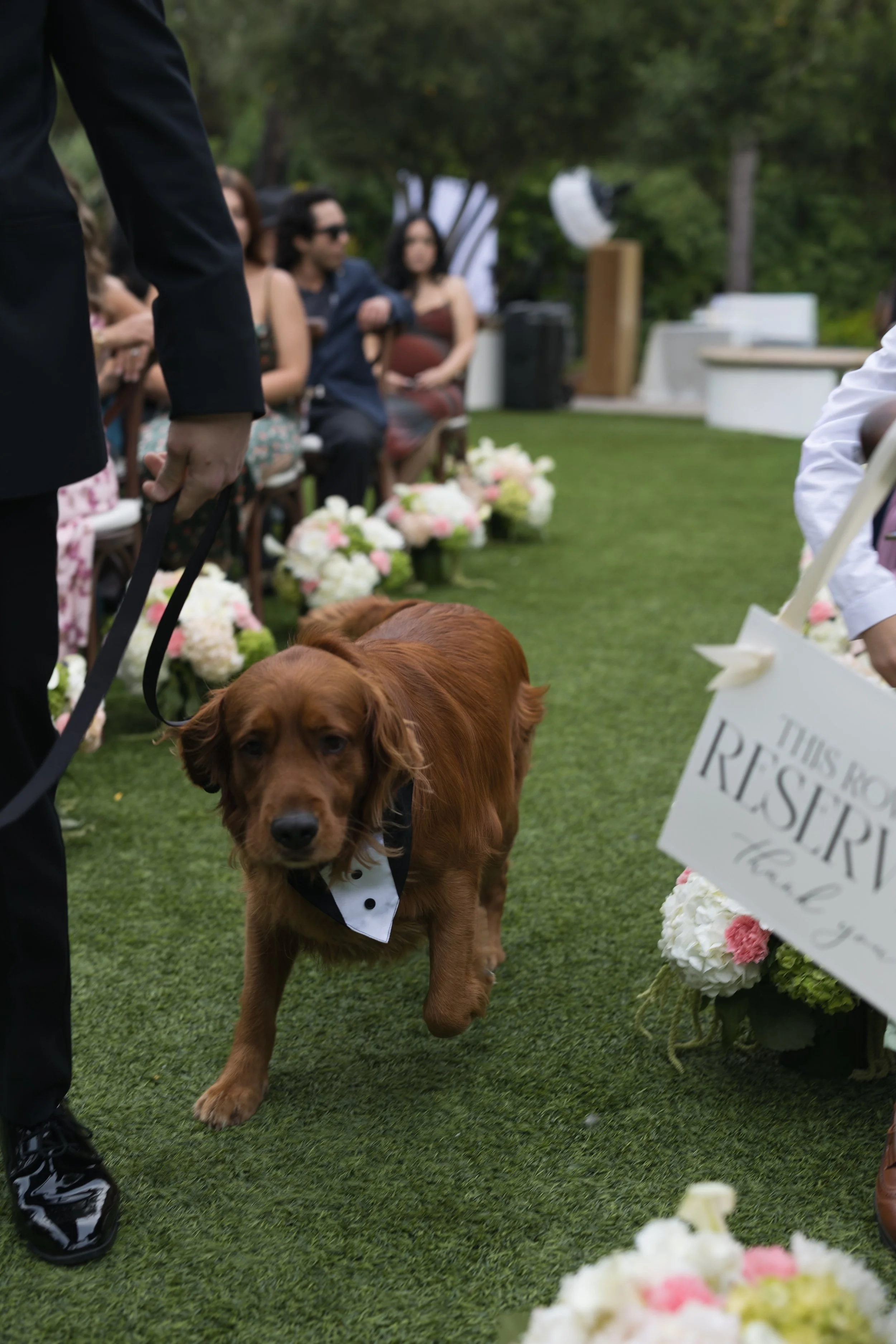 A brown dog wearing a tuxedo bowtie on a leash at a wedding ceremony, walking on green grass with a group of seated guests and floral arrangements in the background.
