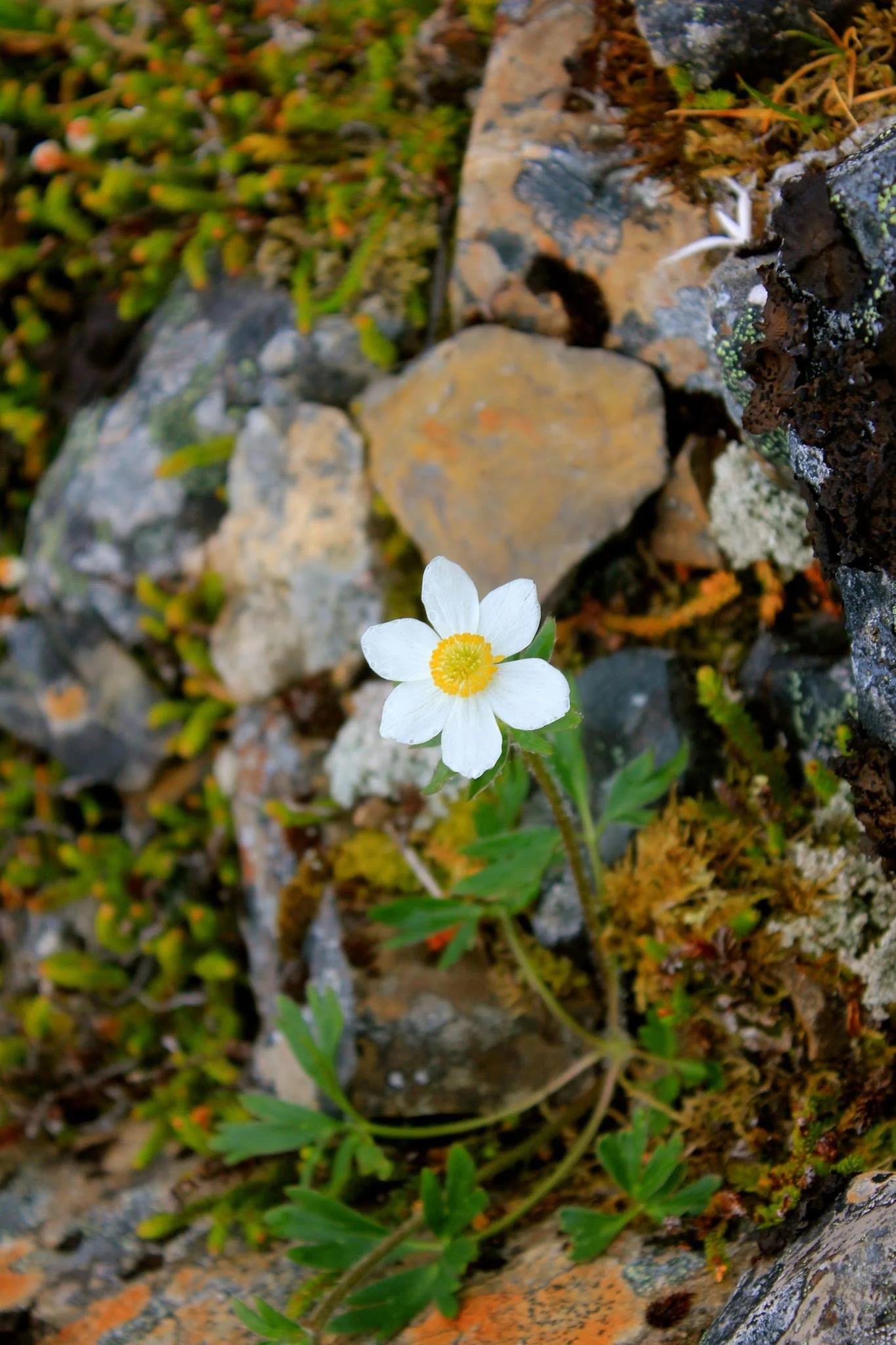 A small white flower with a yellow center growing among rocks and green moss on the ground.