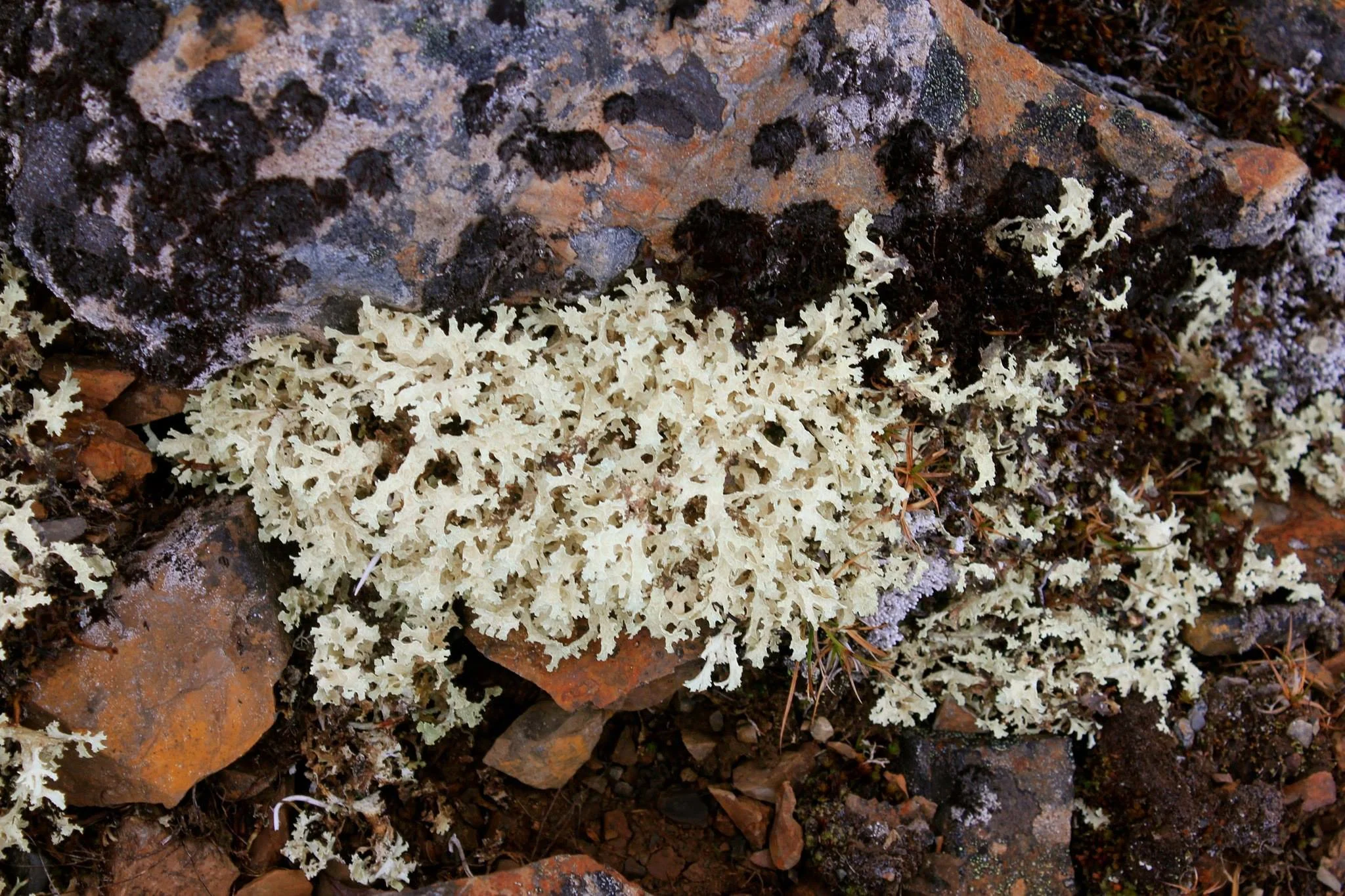 Lichen and moss growing on rocks amidst dirt and small plants.