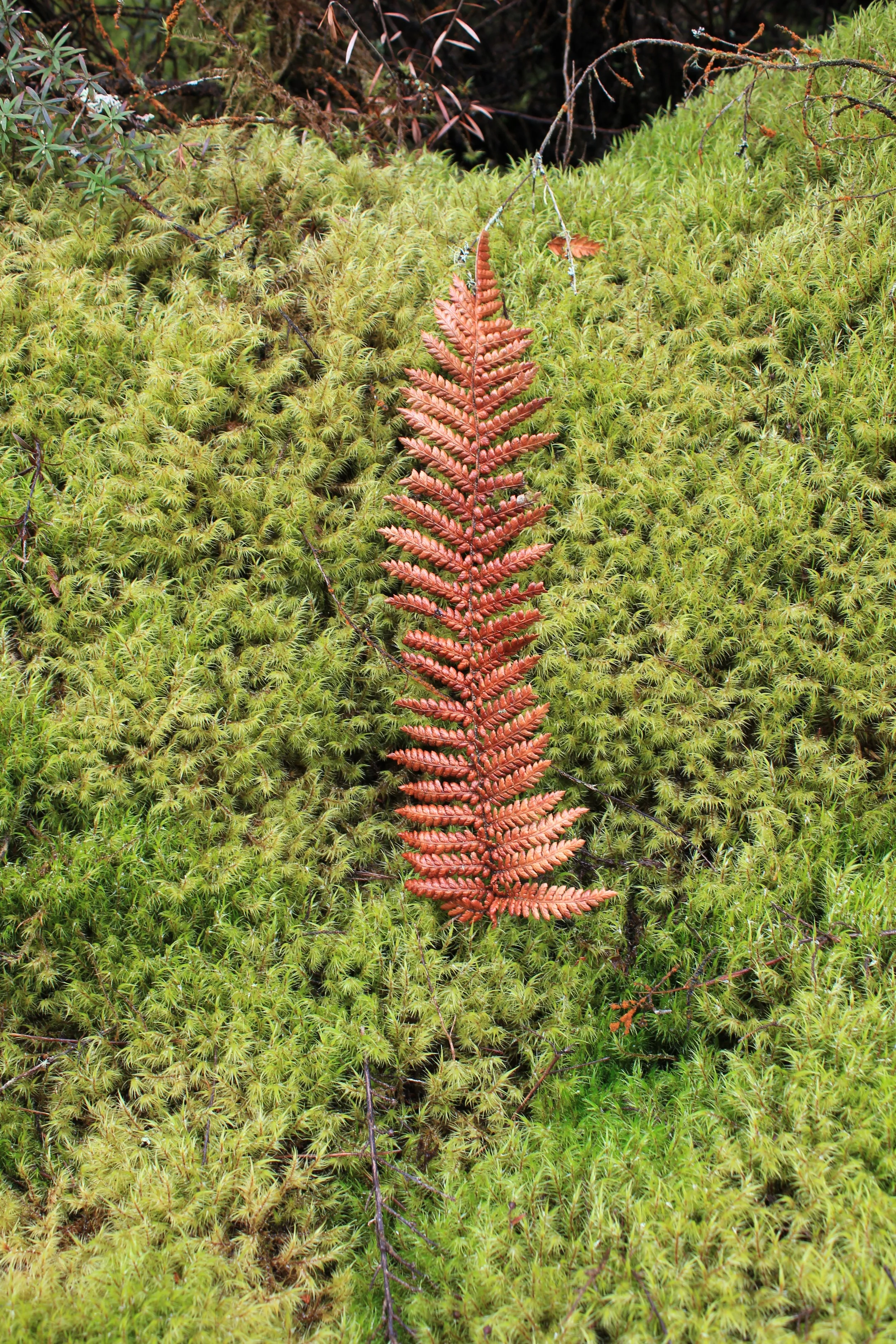 A red fern leaf resting on green moss in a forest.