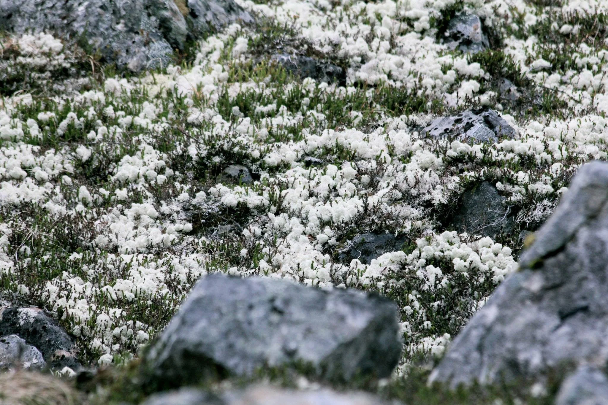 Close-up of snow-covered ground with green plants, rocks, and patches of white snow or frost.