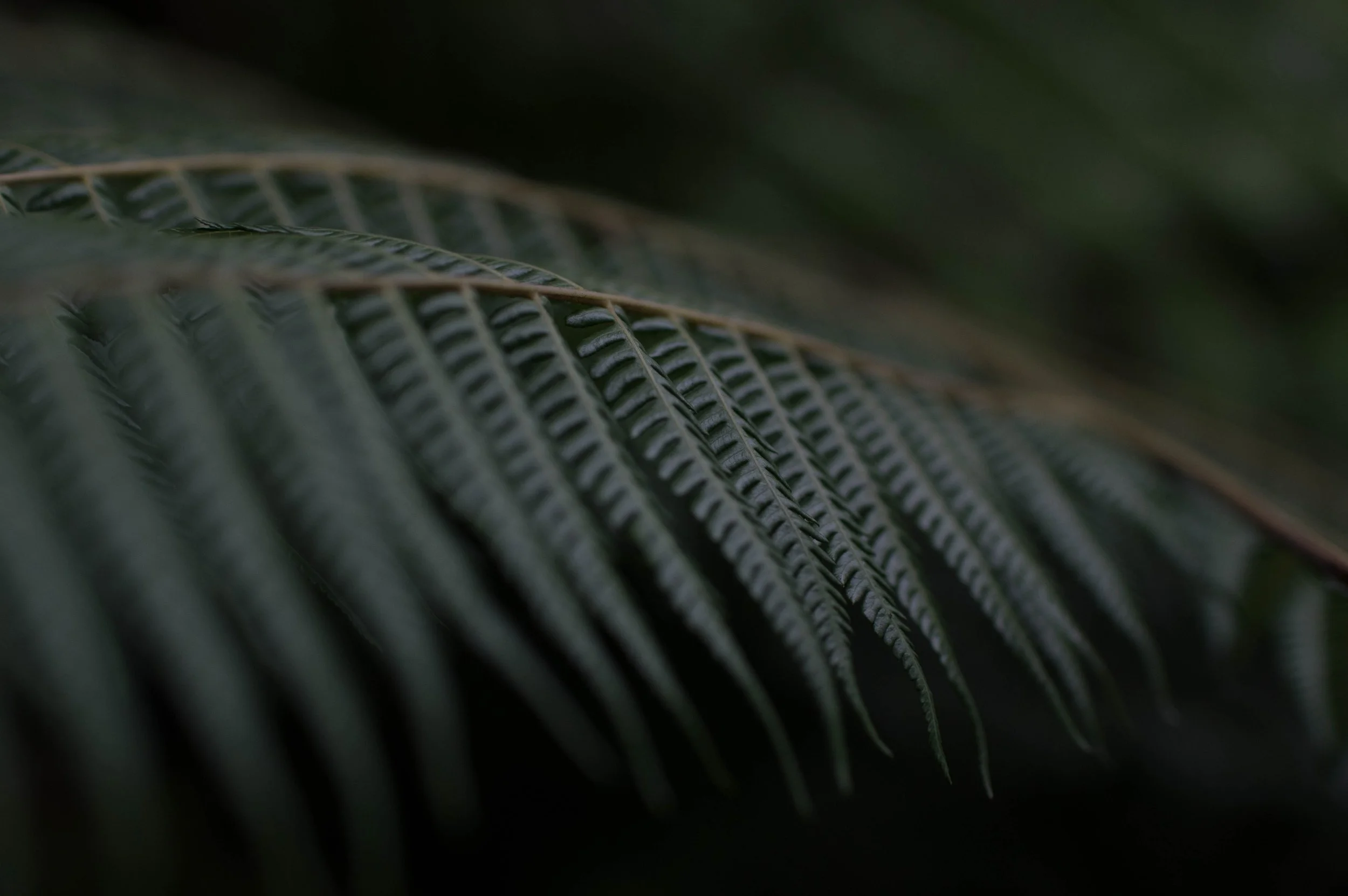 Close-up of a dark green leaf with visible vein structures and textured surface.