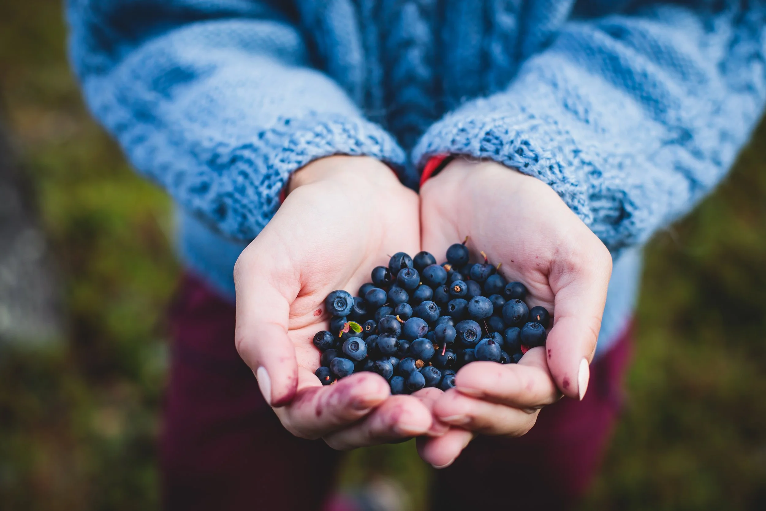 Person in a blue sweater holding a handful of ripe blueberries outdoors.