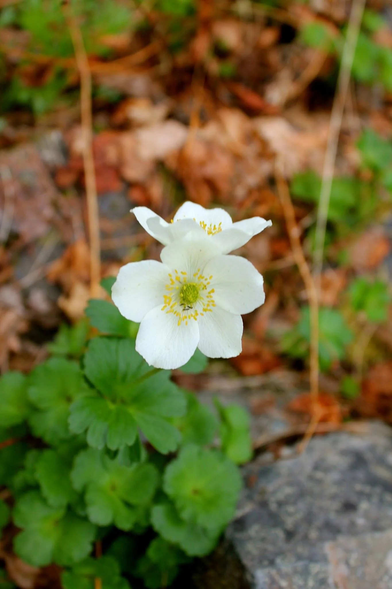 Close-up of a white flower with five petals, yellow stamens, and green center, surrounded by green leaves on a natural outdoor background.