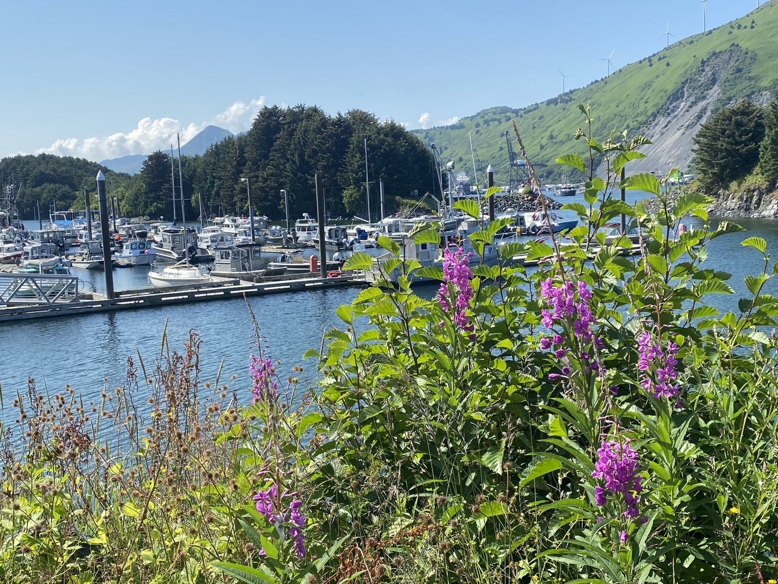 A marina with boats docked, surrounded by green hills and wind turbines on top, with purple wildflowers in the foreground and a mountain in the background under a blue sky.