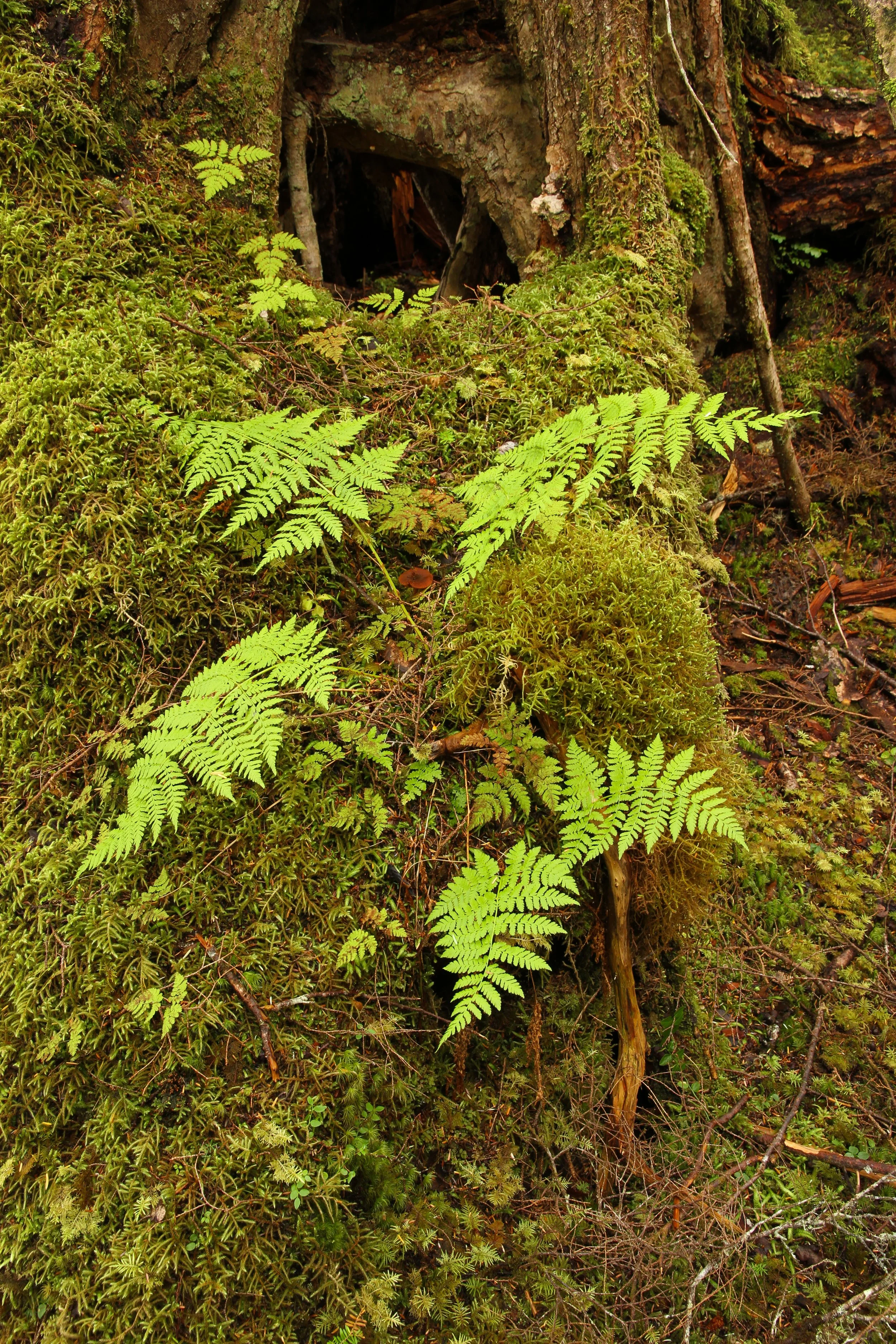 Close-up of moss and ferns growing on a forest floor with a tree trunk in the background.