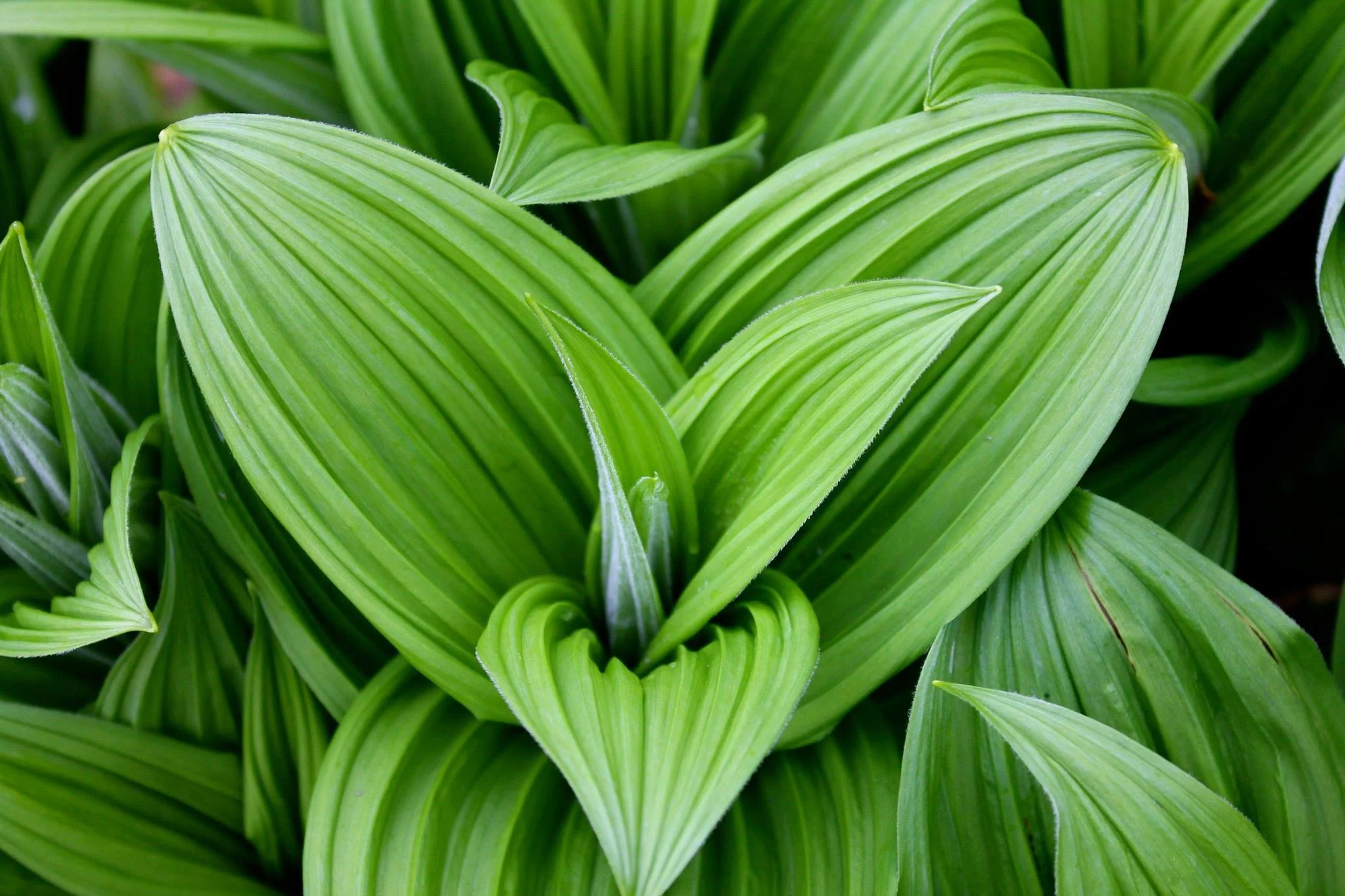Close-up of vibrant green variegated leaves with parallel veining.
