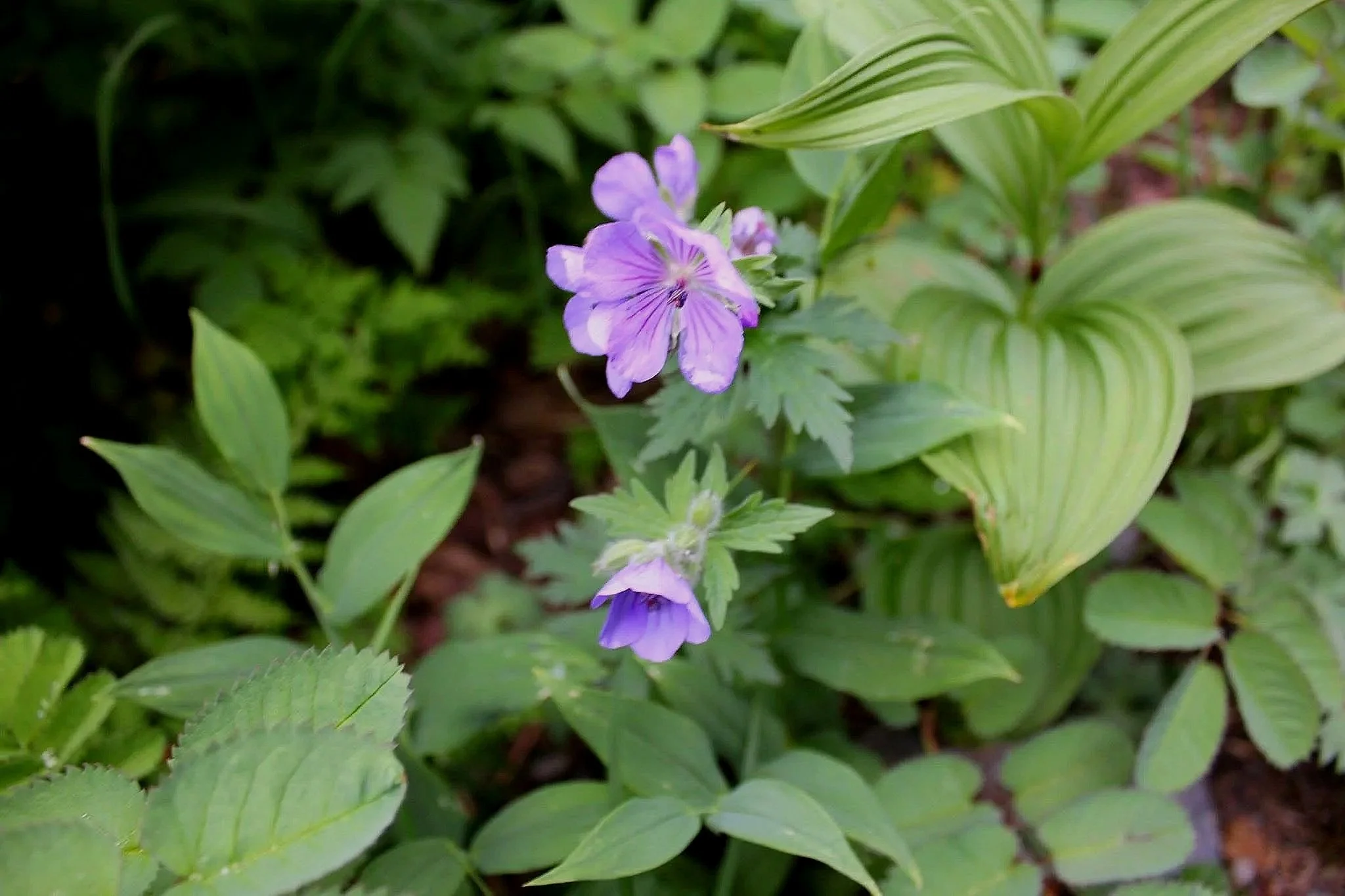 Purple wildflowers among green foliage in a garden.