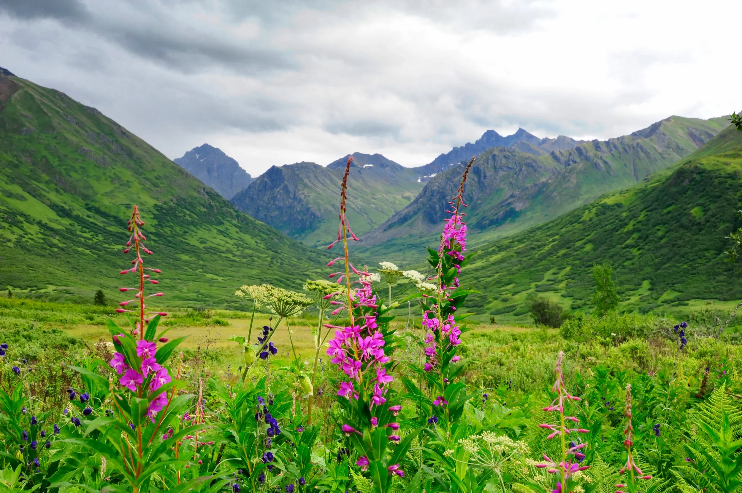 Colorful wildflowers in a lush green valley with tall mountains in the background under cloudy sky.