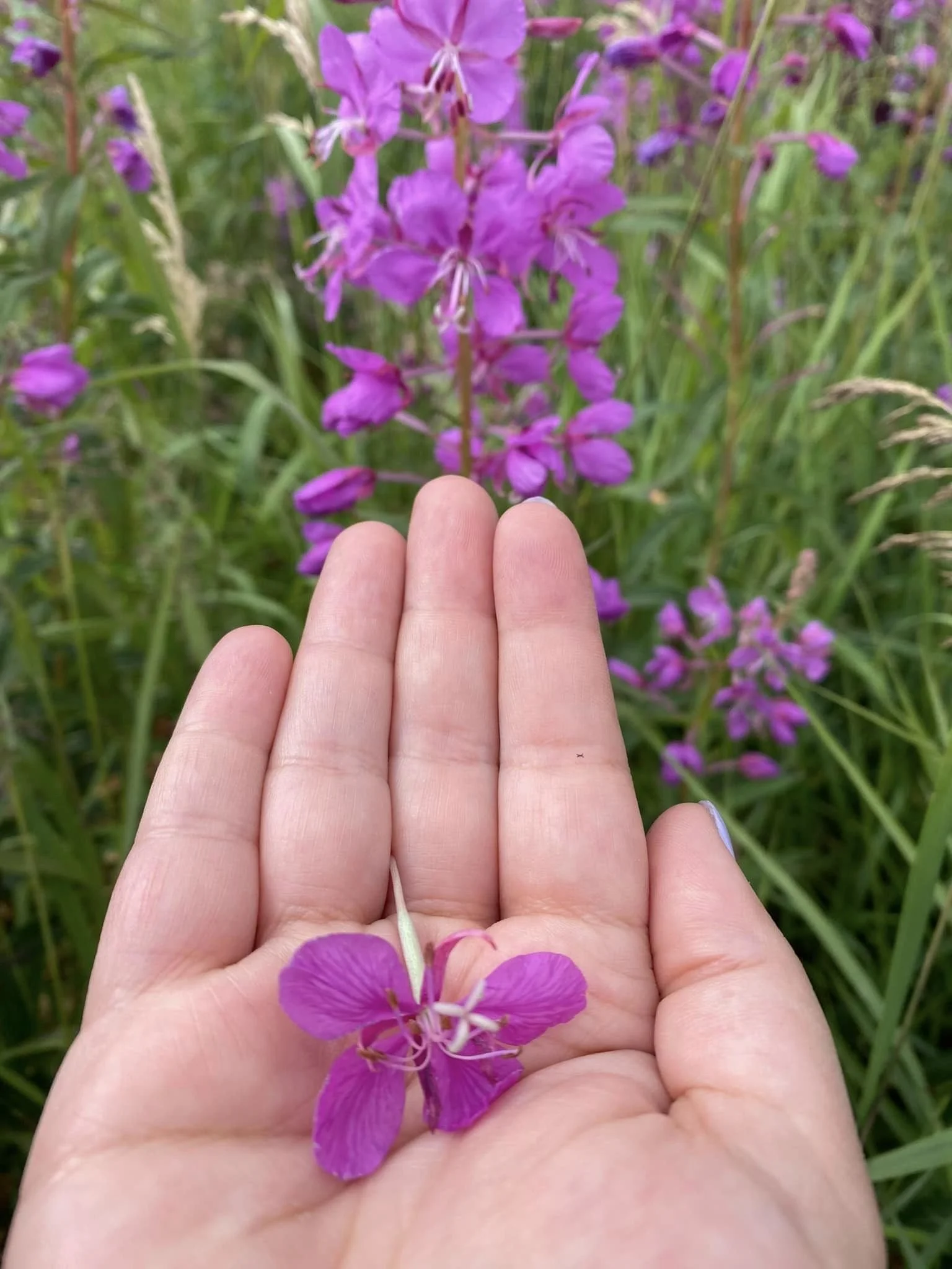 A hand holding a purple flower with a background of green grass and more purple flowers.
