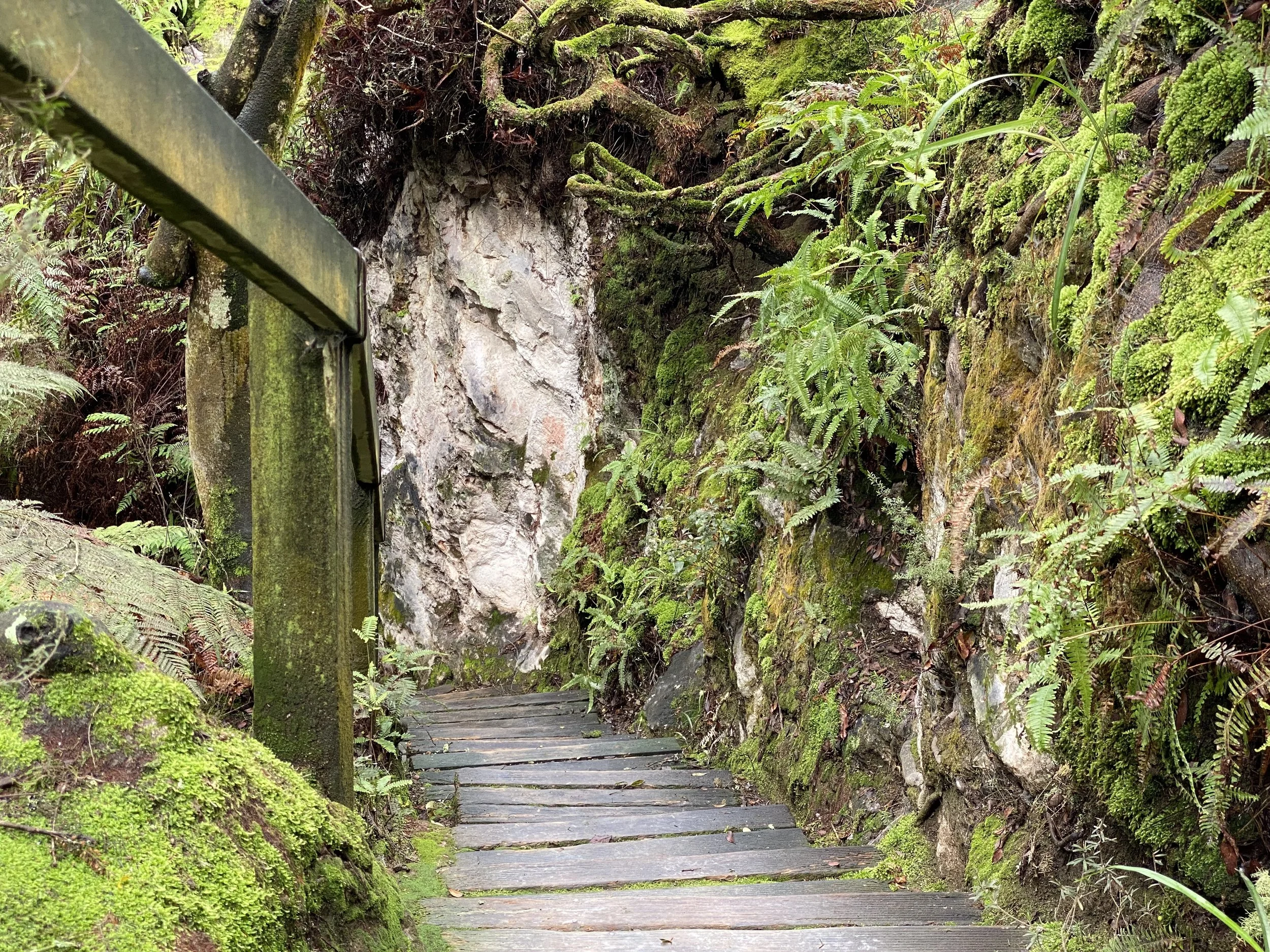 A narrow wooden trail surrounded by lush green moss, ferns, and rocks in a dense forest.