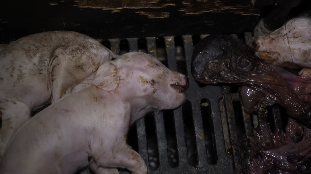 Screenshot 2025-11-26 at 12.52.55 PM.png