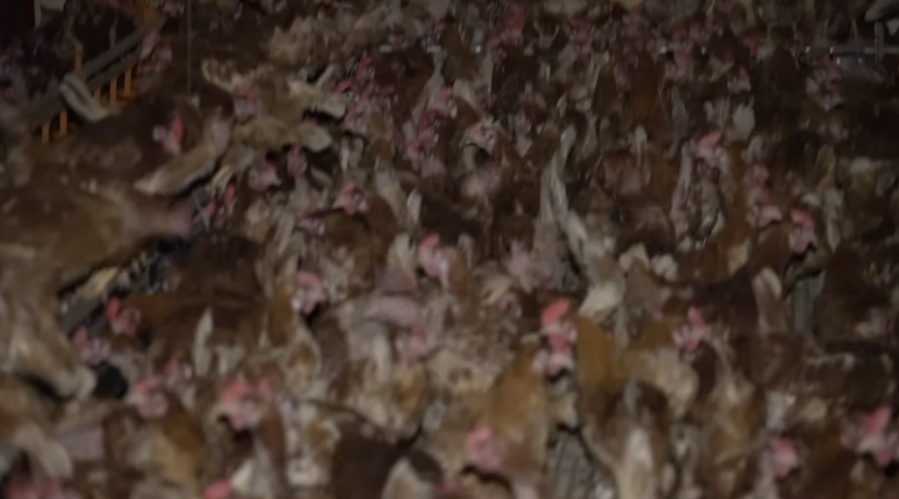 Screenshot 2025-11-26 at 1.10.43 PM.png