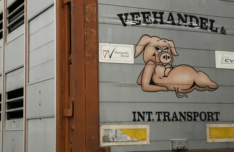 Naked pig on truck.webp