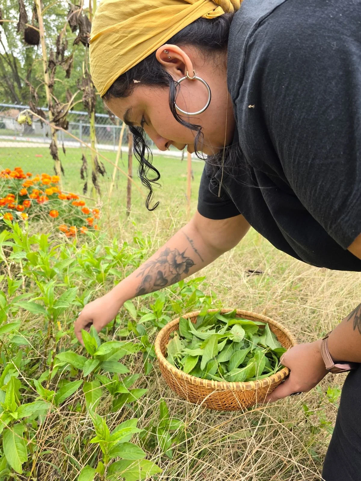 A woman with curly dark brown hair, wearing large hoop earrings and a yellow headscarf, is picking indigo leaves from a Japanese Indigo plant and placing them in a woven basket, outdoors in a garden.