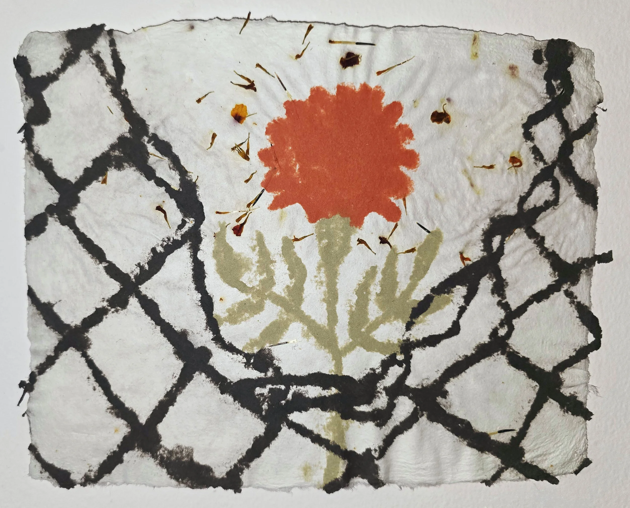 "Cempazuchitl through Broken Chains"
Hand made pulp painting paper with ercolana red, ancient green, and charcoal natural mineral earth pigments on abaca backing paper, and cempazuchitl seeds from personal garden in Missouri from summer 2024.
2024.
8