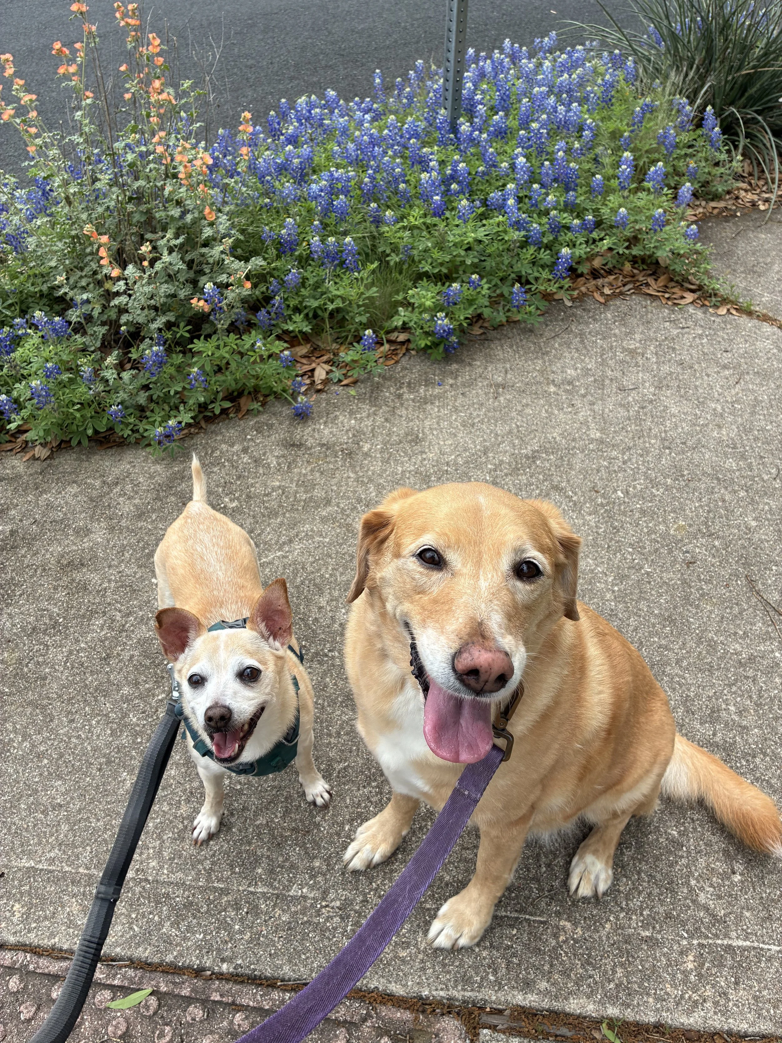 Two dogs, a smaller, light-colored Chihuahua and a larger, tan dog, sitting on a concrete sidewalk in front of a garden bed with bluebonnets & wildflowers. Happily posing for a picture on their walk with All Paws South Austin Pet Care pet sitter.
