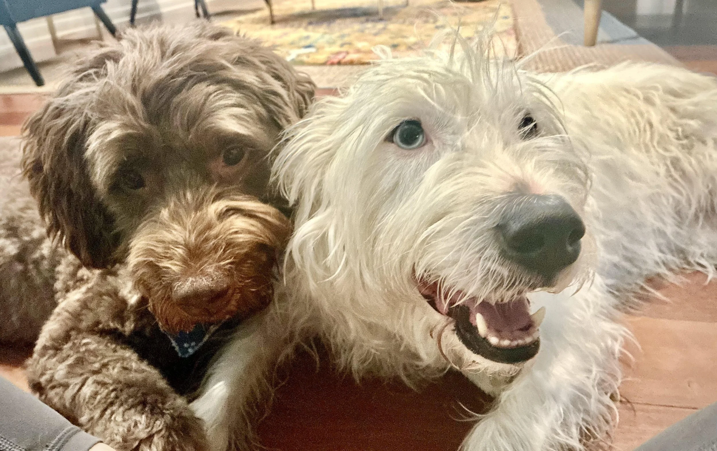 Two dogs lying on a wooden floor, one brown curly-haired and one white with curly fur, looking at the camera happy with their petsitting.