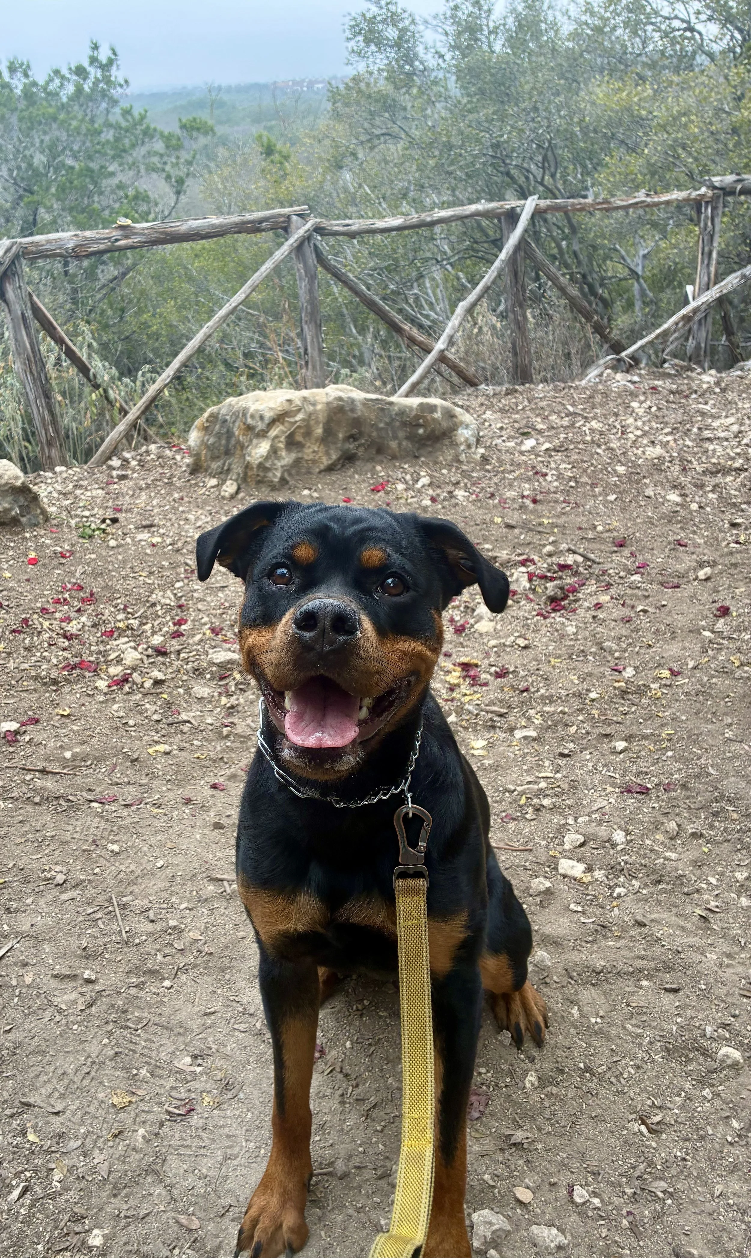 Rottweiler hike adventure on a trail with a view of oak trees in South Austin with her dog walker looking happy.